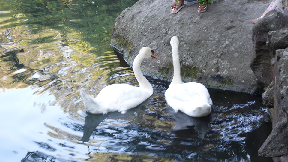 Лебеди в парке Воронцовского дворца